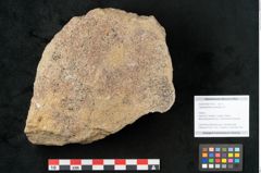 Foto (Objekt + Etikett) von Lepidodendron aculeatum St. (NHMW-GEO-2024-0188-11019)
